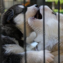 Alaskan Malamute Puppies from Sequoia Timber Malamutes