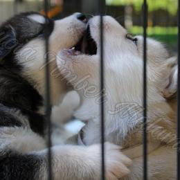 Alaskan Malamute Puppies from Sequoia Timber Malamutes