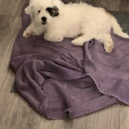 Lhasa Apsos from Piper’s Puppies