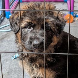 Boy 1 - Black and red male German Shepherd puppy in Stuarts Draft, Virginia from Shengulli Shepherds