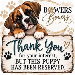 Zero - White male Boxer puppy in Ocala, Florida from Bowers Boxers