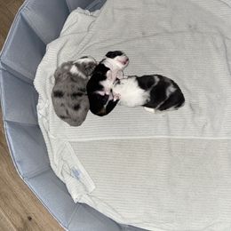 "Another litter 2022" Miniature Australian Shepherd Puppies from Tashaschmidt24@gmail.com