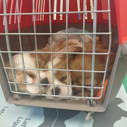 Cavalier King Charles Spaniel Puppies from Grace Cavalier Kingdom