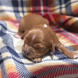 Big Boi - Ruby male Cavalier King Charles Spaniel puppy in Gardner, Kansas from Pretty Prairie Cavaliers