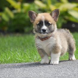 Hunter - Red male Pembroke Welsh Corgi puppy in Lititz, Pennsylvania from GoldStar Corgis (License Number 18519)