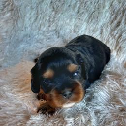Cavalier King Charles Spaniel Puppies from Enchanted Cavaliers
