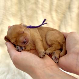 Purple - Red female Cavapoo puppy in Arlington, Texas from Van Haselen Poodles and Doodles