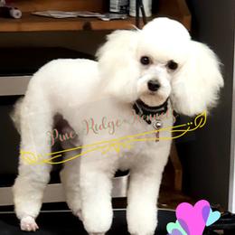 Branch - Poodle