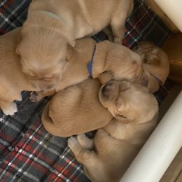 Golden Retriever Puppies from Ashley’s Adventurous Pups