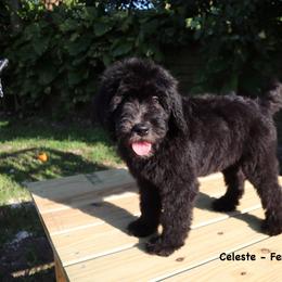 Celeste - Black female Goldendoodle puppy in Palmetto Bay, Florida from SOMIDOODLES