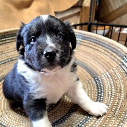 Lasso - Black & white Australian Shepherd puppy in Progresso, New Mexico from Zia Country Aussies