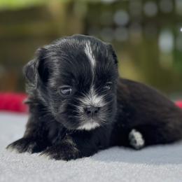 Boy 5 - Black and white male Shih Tzu puppy in Mobile, Alabama from FluffyTail Shih Tzu