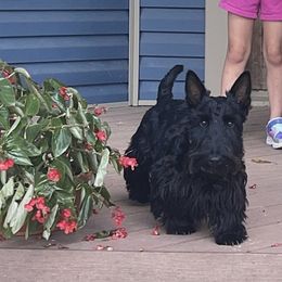 Zelda - Scottish Terrier
