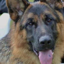 German Shepherds from DogTreff New York