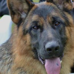 German Shepherds from DogTreff New York
