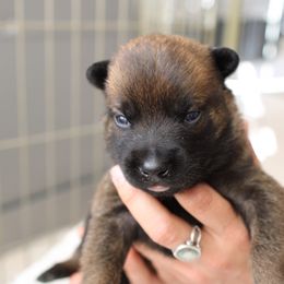 Dutch Shepherd Puppies from Gray Line Working Dogs