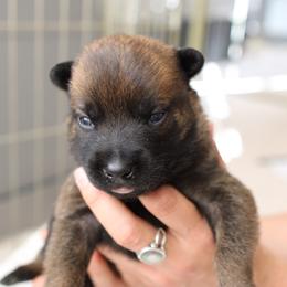 Dutch Shepherd Puppies from Gray Line Working Dogs