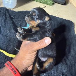 Boy 1 - Black and mahogany male Rottweiler puppy in Corydon, Indiana from Rottweiler von knight enterprise
