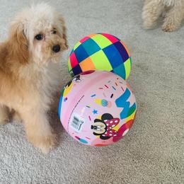 Candi - Poodle