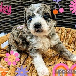 Girl 1 - Merle Bernedoodle puppy in Ohio from Mini Doodle Buddies