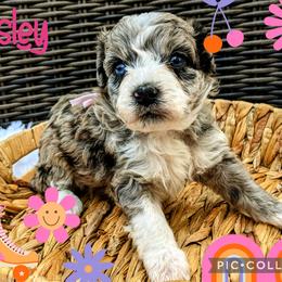 Girl 1 - Merle Bernedoodle puppy in Ohio from Mini Doodle Buddies