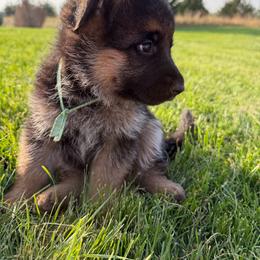 Teal girl - Black and tan female German Shepherd puppy in La Salle, Colorado from Pure Heart German shepherds