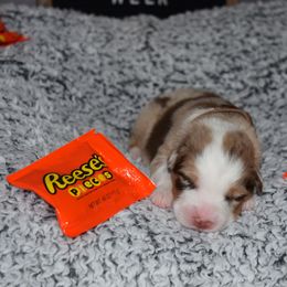 Australian Shepherd Puppies from Faith Built Ranch