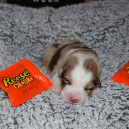 Australian Shepherd Puppies from Faith Built Ranch
