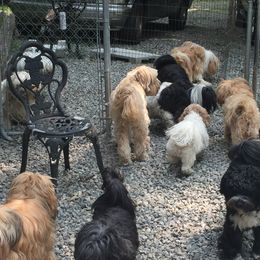 Tibetan Terrier All Grown Up from Kham Ra Tibetans