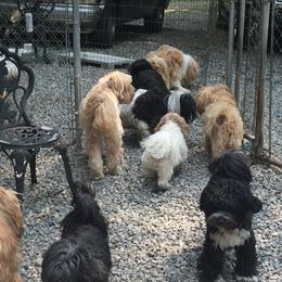Tibetan Terrier All Grown Up from Kham Ra Tibetans