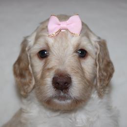 Isla - Cream female Goldendoodle puppy in Howard City, Michigan from Doodles and Chaos