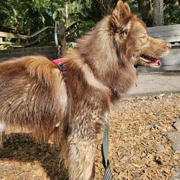 Rollo - Siberian Husky