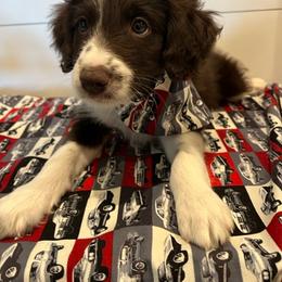 Bordoodle Puppies from Circle R Valley Farms