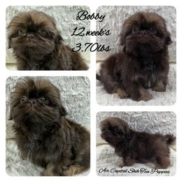Bobby - Chocolate male Shih Tzu puppy in Maize, Kansas from Air Capital Shih Tzu Puppies