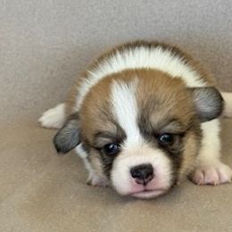 Girl 1 - Fawn female Pembroke Welsh Corgi puppy in Huntington Beach, California from Gingerbread