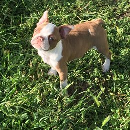 Boston Terrier, Companion Cross, and French Bulldog Puppies from High Plains French Bulldogs,Boston Terriers and Frenchtons.