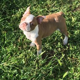 Boston Terrier, Companion Cross, and French Bulldog Puppies from High Plains French Bulldogs,Boston Terriers and Frenchtons.