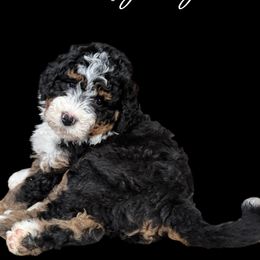 WL Spot 1 - Tri-color female Bernedoodle puppy in Henrico, Virginia from Paws 4 Doodles, LLC