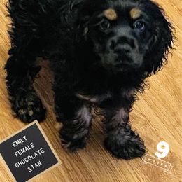 Cocker Spaniel Puppies from Angelic Cocker’s
