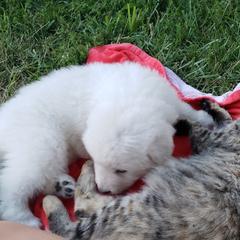 Border Collie, Bordoodle, and Maremma Sheepdog Puppies from 2J 2K Border Collies