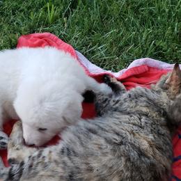Border Collie, Bordoodle, and Maremma Sheepdog Puppies from 2J 2K Border Collies