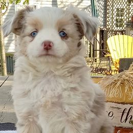 Girl 1 - female Toy Australian Shepherd puppy in Syracuse, Indiana from Klenke Toy Aussies