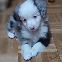 Cruz, (Ernesto de la Cruz) - Blue merle male Miniature Australian Shepherd puppy in Hartselle, Alabama from ELSRi’s Crimson Cross Mini Aussies