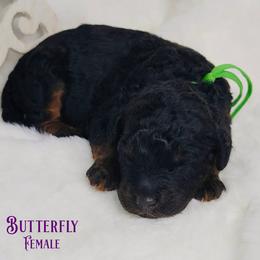 Butterfly - Phantom female Goldendoodle puppy in Beecher, Illinois from Erica’s Doodles