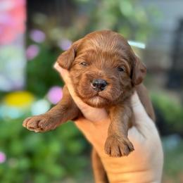 Tag - Red  male Goldendoodle puppy in Wharton, Texas from Little Fur Friends