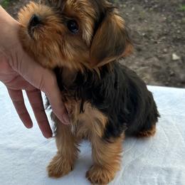 Baby Boy - Black and gold male Yorkshire Terrier puppy in San Marcos, Texas from Casa de Yorkies