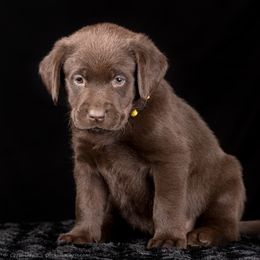 Labrador Retriever Puppies from Southtown Retrievers