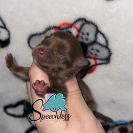 Snow - Chocolate and tan male Pomeranian puppy in Perry County, Ohio from Speechless Pom’s
