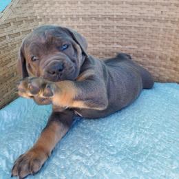 Cane Corso Puppies from Willow’s Meadow