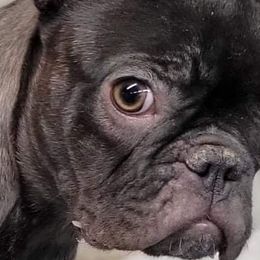 Lady Iris - French Bulldog puppy in Stevensville, Montana from Last Best Frenchies